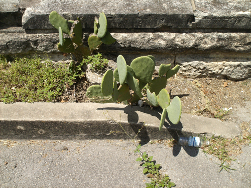 Urban Prickly Pear