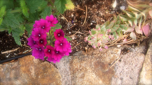 NMFlowerBed