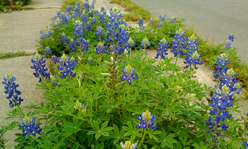 wildflowers