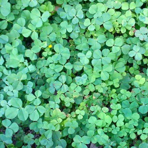 Clover