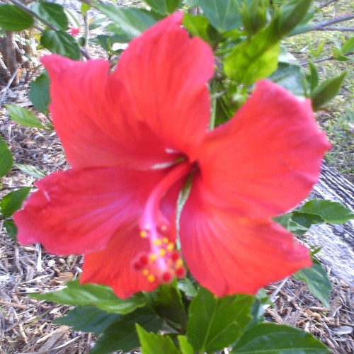 Coastal Hibiscus