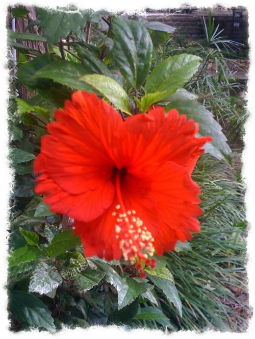 Red Hibiscus Riverwalk