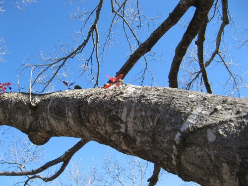 Red Leaf Oak