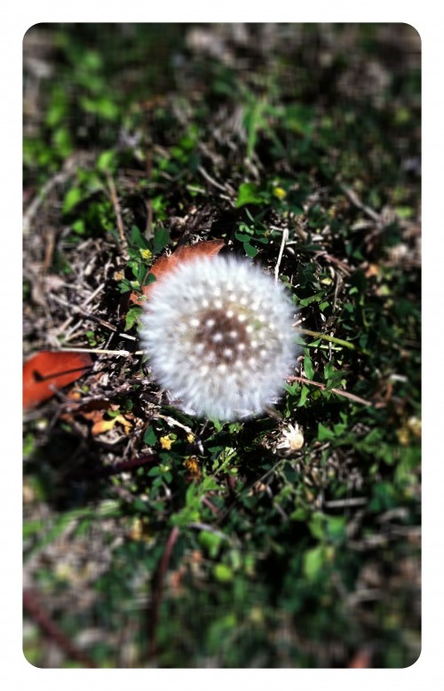 Dandelion