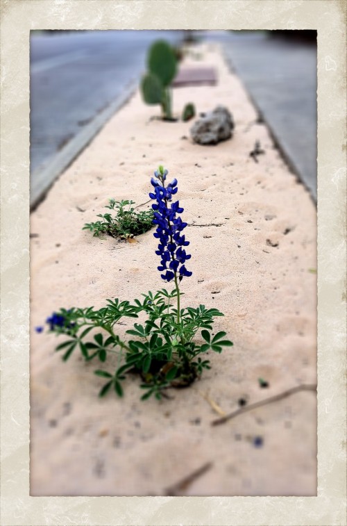 Bluebonnet