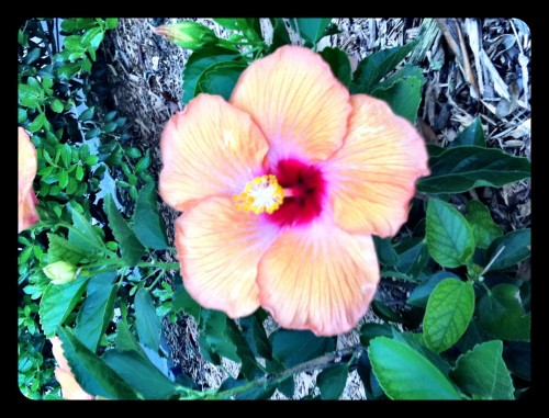 Beachfront Hibiscus