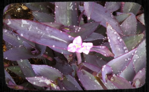 Austin Ground Cover