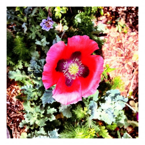 iPhone Poppy