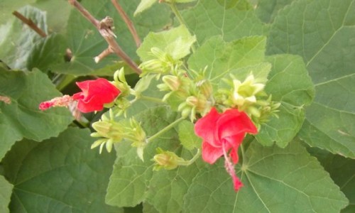 Mustang Ivy on Main Plaza