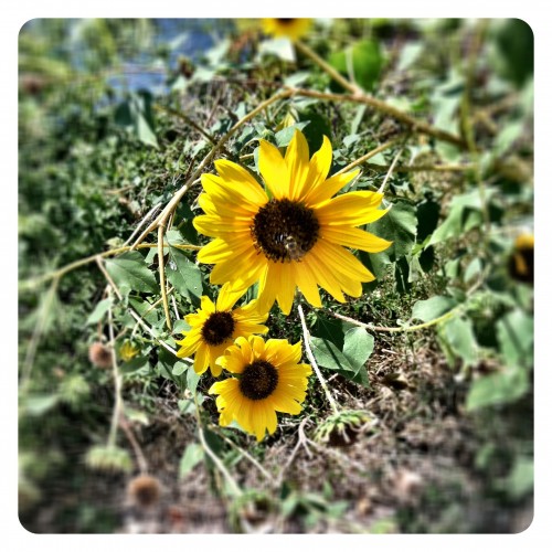 King William Sunflower with Bee