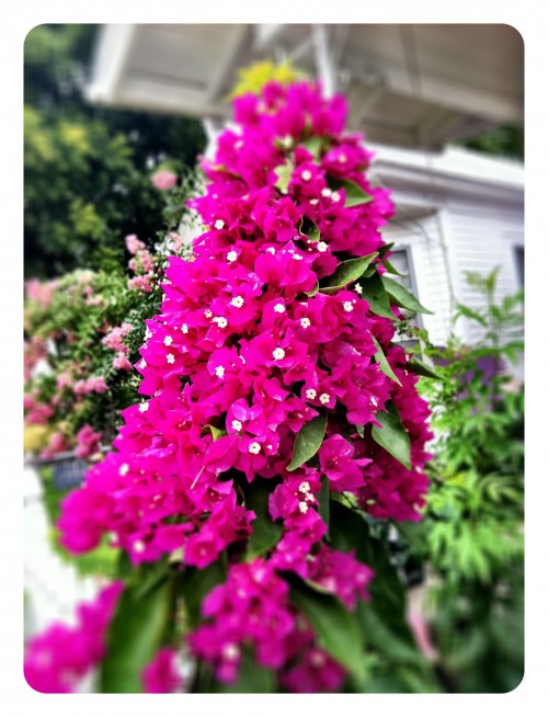 Bexar Bougainvillea