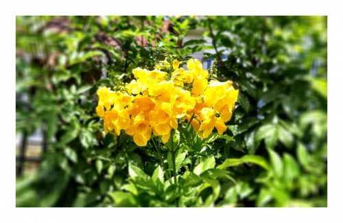 Yellow Bells up close