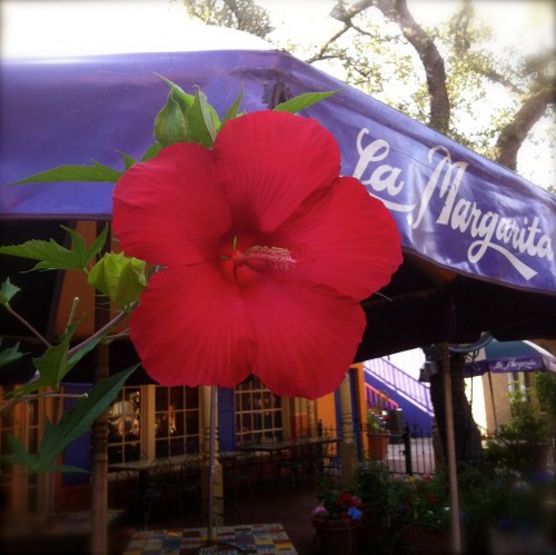 Margarita Red Hibiscus