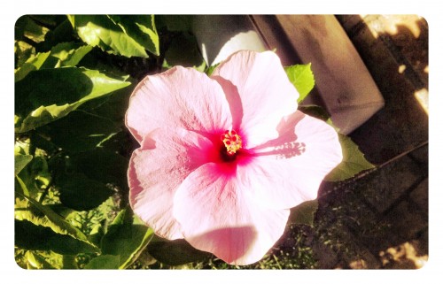 Pink Hibiscus