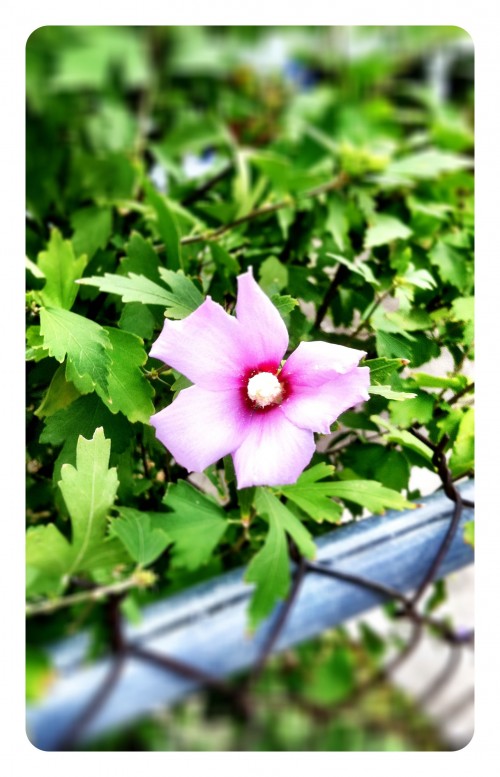 Flower and Fence