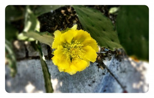 Cactus Flower