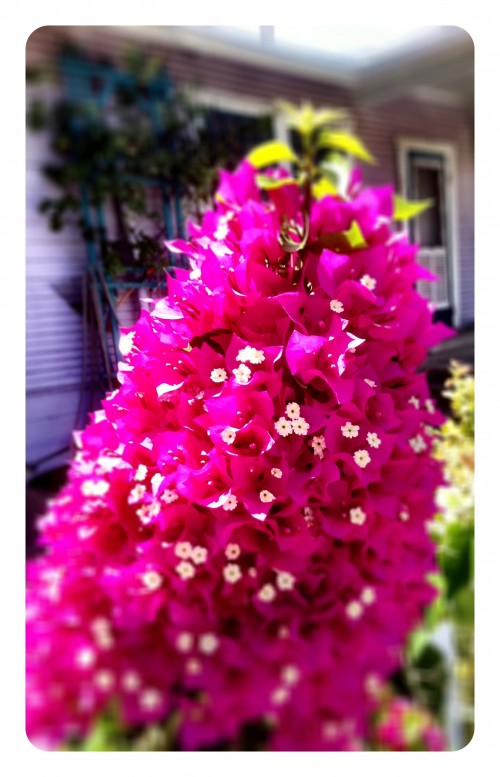 More Royal Bougainvillea