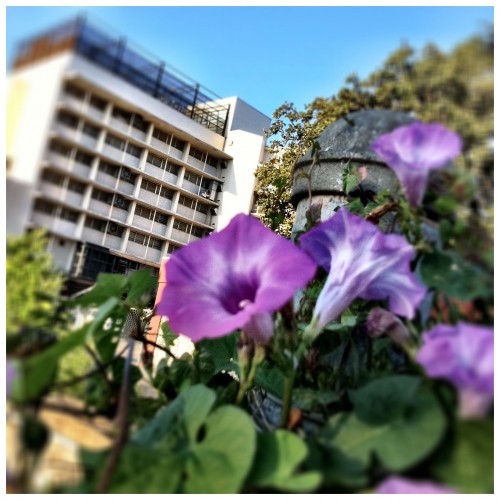 Jail House Morning Glory