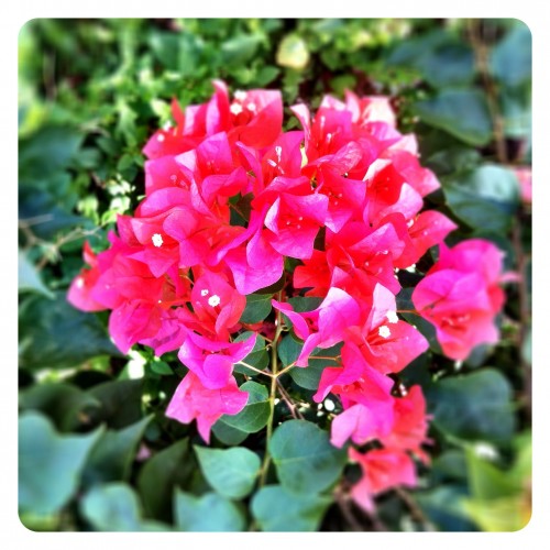 Yet Another Bougainvillea