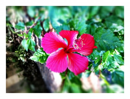 Riverwalk Hibiscus