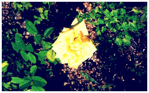 Courtyard Yellow Rose