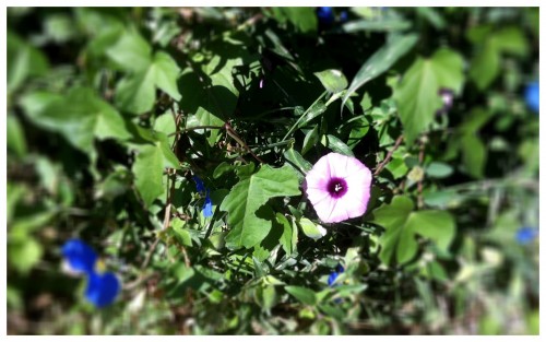 Late Blooming Morning Glory