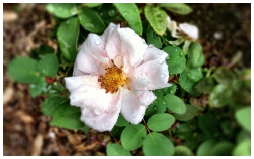 Wet Courtyard Rose