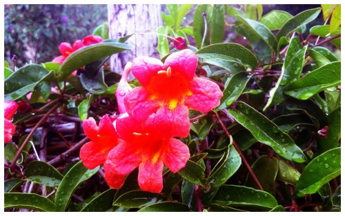 Red Bells in Rare Rain