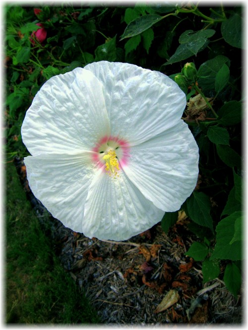 Modified Red Hibiscus