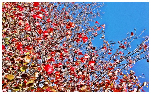 Red January Aspen Leave