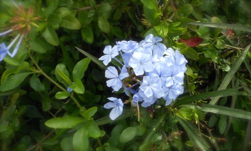 Blue Flower