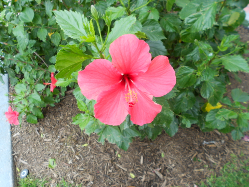 Mi Tierra Hibiscus