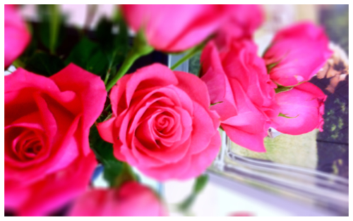 Pink Rose VD