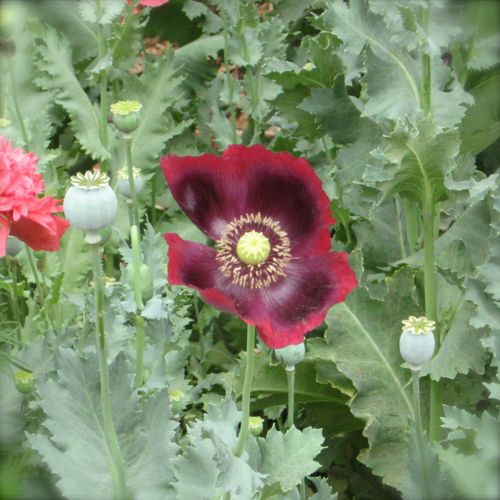 Red Poppy