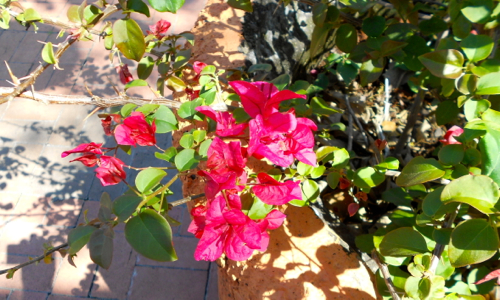 Spring Time Bexar Bougainvillea