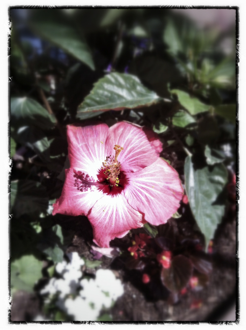 Ruby Heart Hemisphere Hibiscus