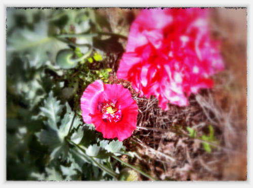 Honey Bee Poppy