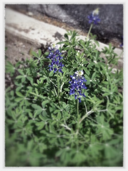 Urban Bluebonnet