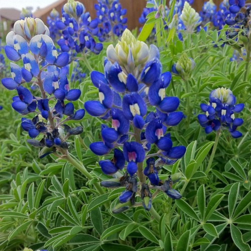 Bluebonnets