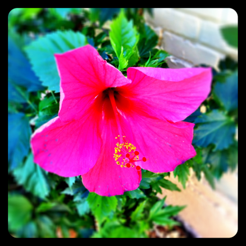 Dallas Hibiscus