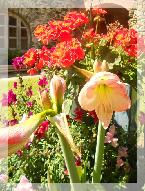 Mission Espada Lily