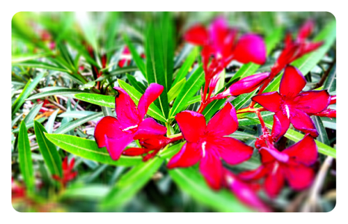 Red Oleander