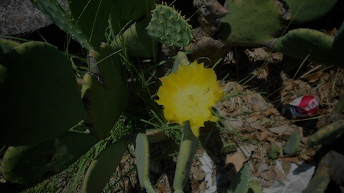 Cactus Flower