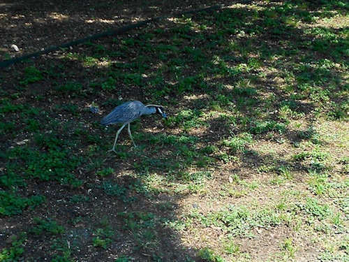 Crowned-Night Heron