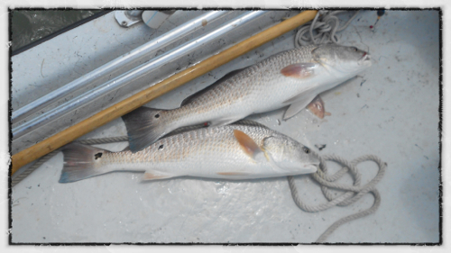 redfish