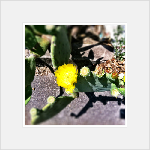 Prickly Pear Flower