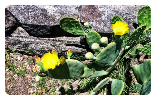 Cactus Flower