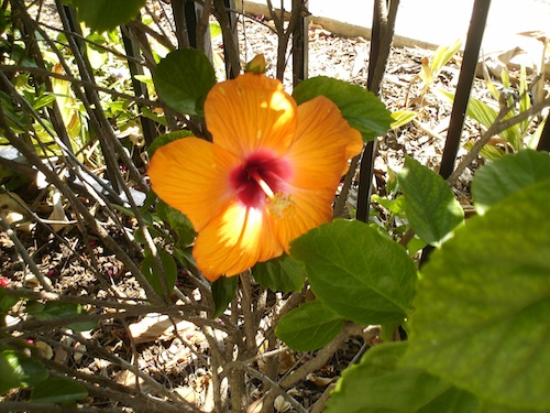 Ruby Heart Orange Hibiscus