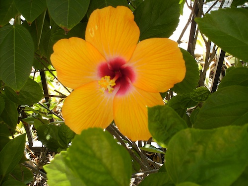 Ruby Heart Hibiscus