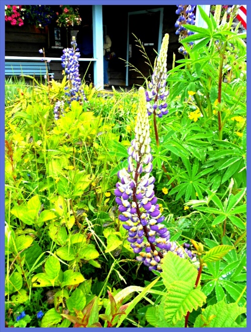 Alpine Lupine